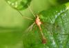 Tipula lunata